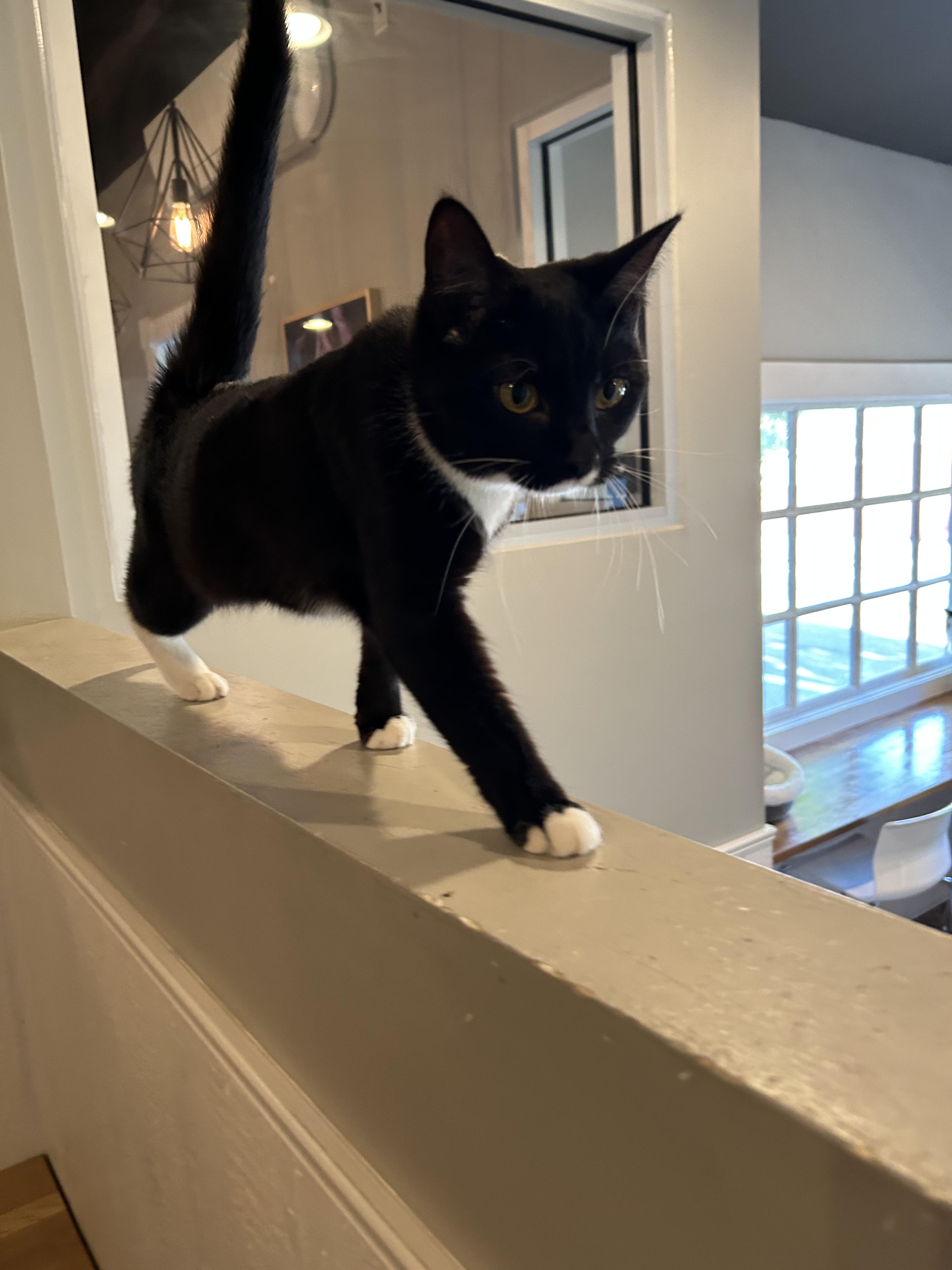 Enlarge Angelite, a Adoptable Domestic Short Hair in Dayton, OH image 1/2