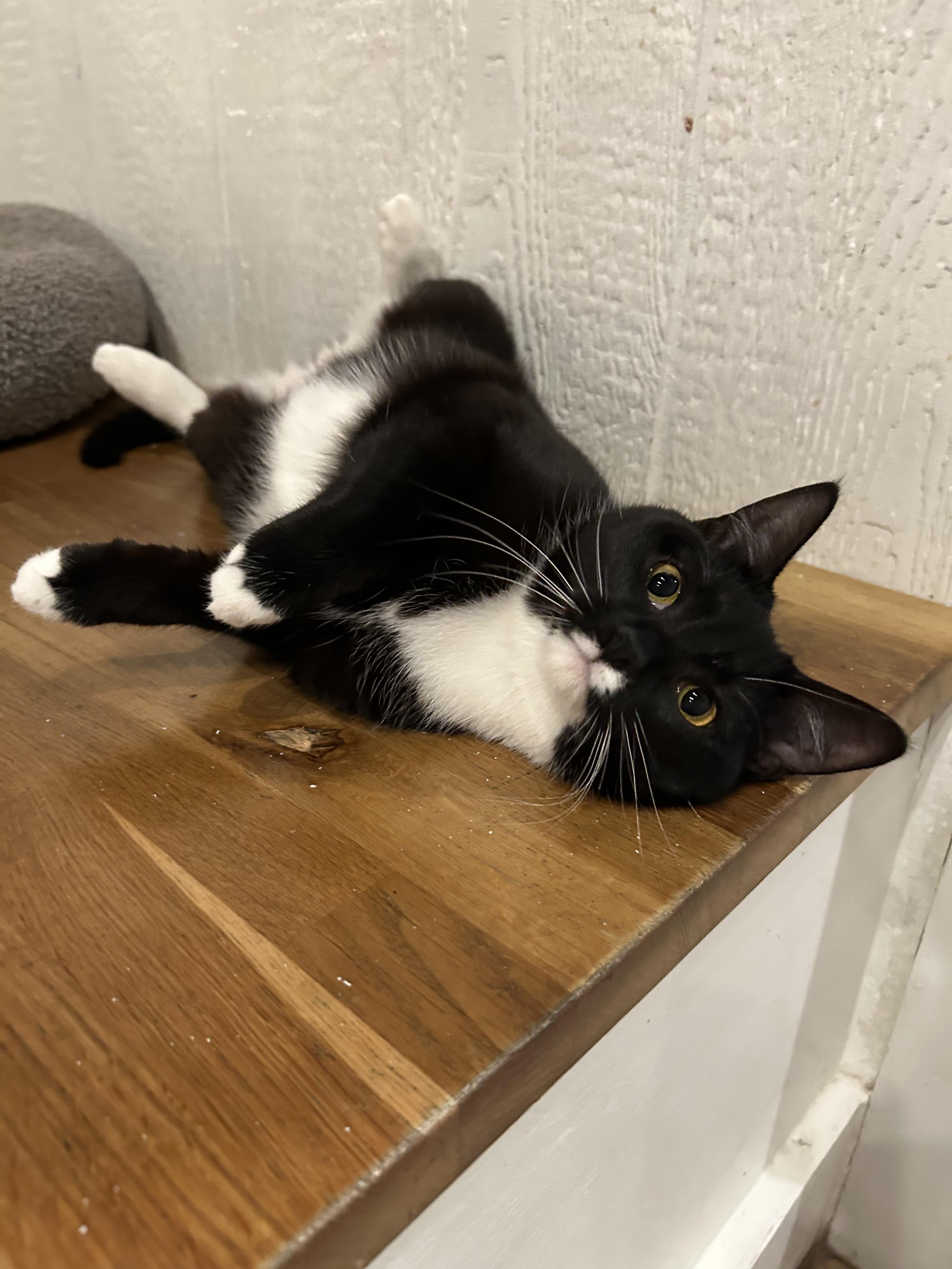 Enlarge Angelite, a Adoptable Domestic Short Hair in Dayton, OH image 2/2