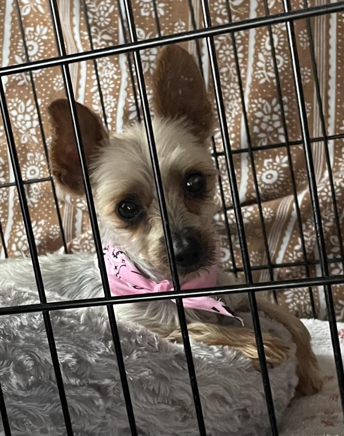 Enlarge Raynes, a Adopted Yorkshire Terrier in St. Louis, MO image 1/3