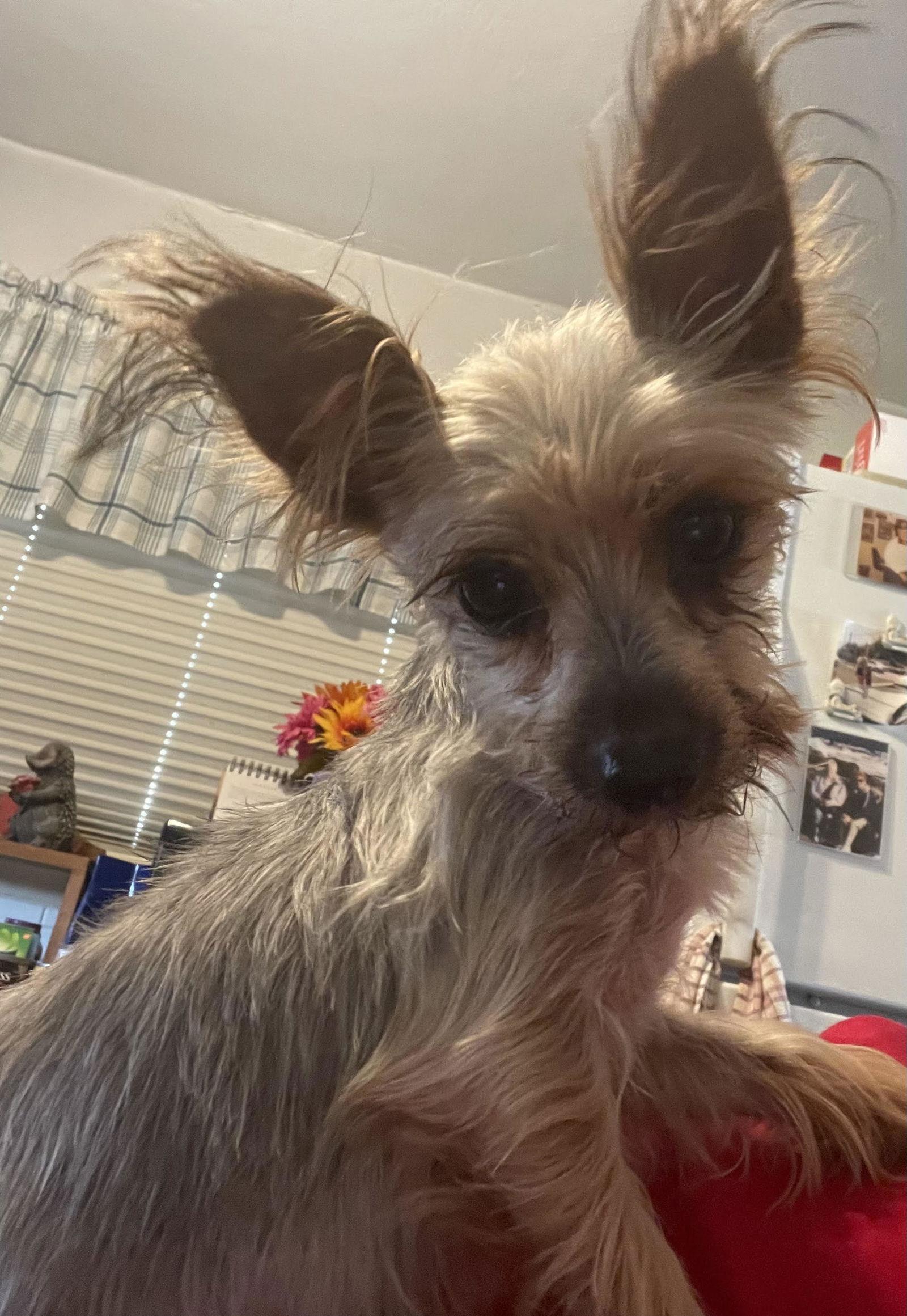 Enlarge Raynes, a Adopted Yorkshire Terrier in St. Louis, MO image 2/3