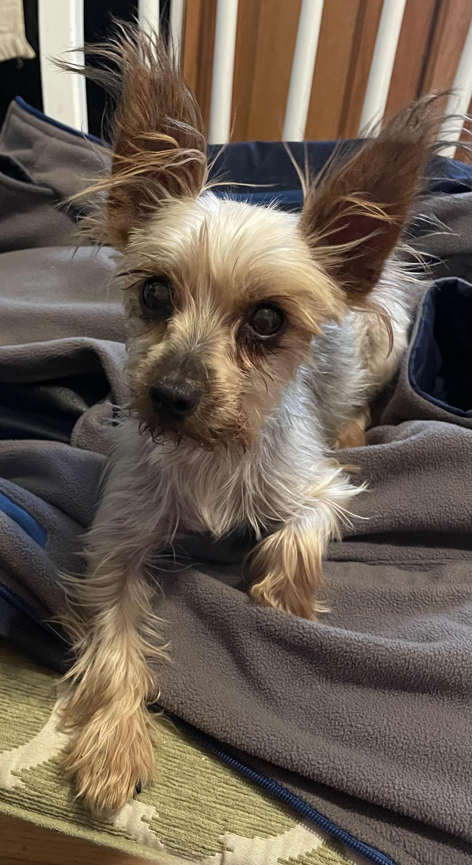 Enlarge Raynes, a Adopted Yorkshire Terrier in St. Louis, MO image 3/3