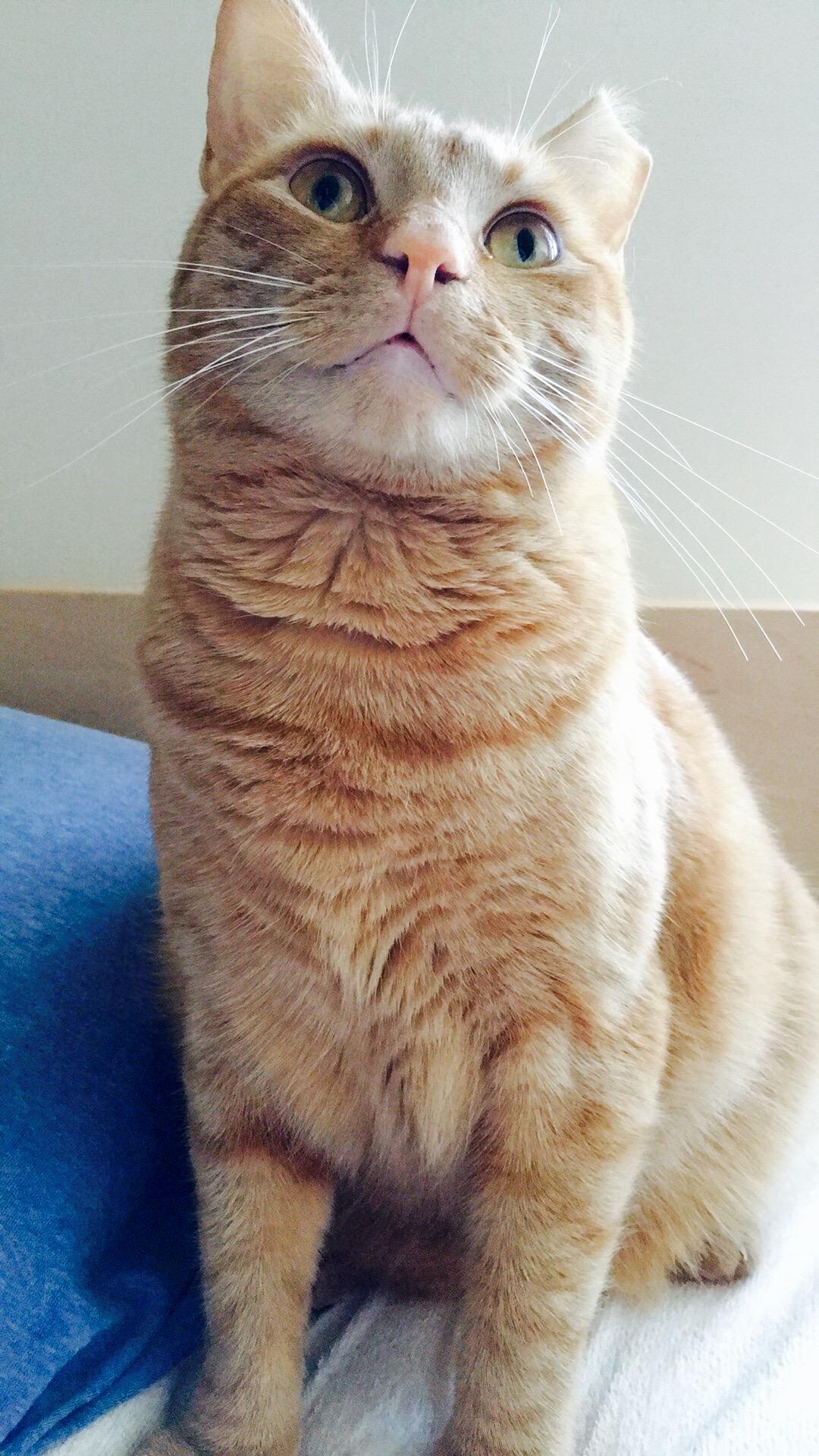 Enlarge Garfield/loves people/smart, a Adoptable mixed breed in West Chester, PA image 1/4