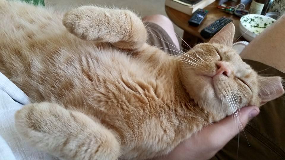 Garfield/loves people/smart photo 2