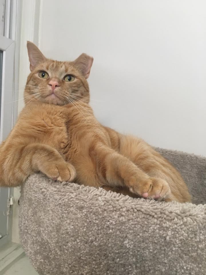 Enlarge Garfield/loves people/smart, a Adoptable mixed breed in West Chester, PA image 3/4