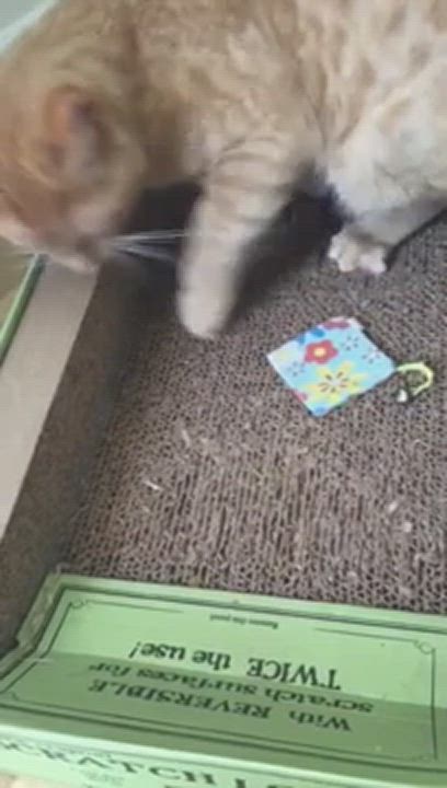 Enlarge Garfield/loves people/smart, a Adoptable mixed breed in West Chester, PA video 4/4