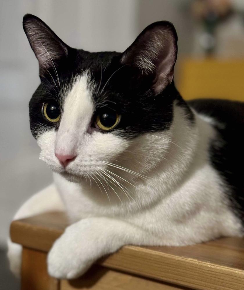 Stevie, a Adoptable Domestic Short Hair in Chicago, IL image 1/6