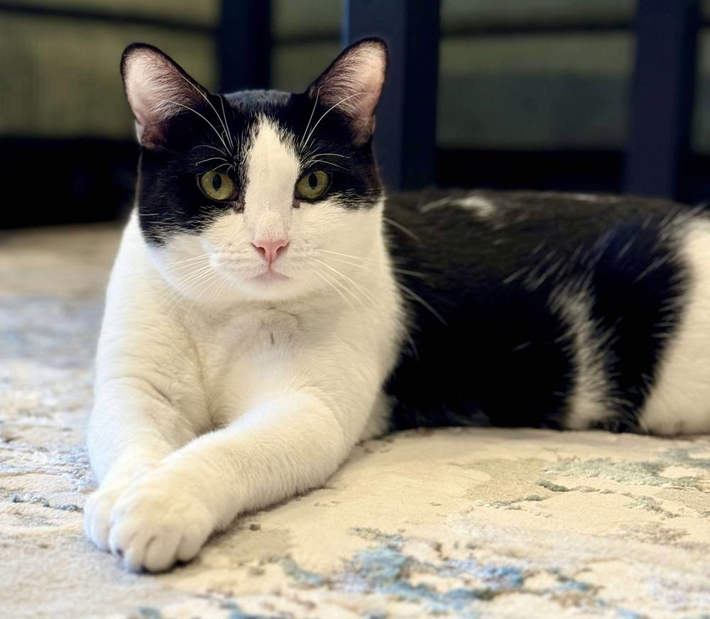 Stevie, a Adoptable Domestic Short Hair in Chicago, IL image 3/6