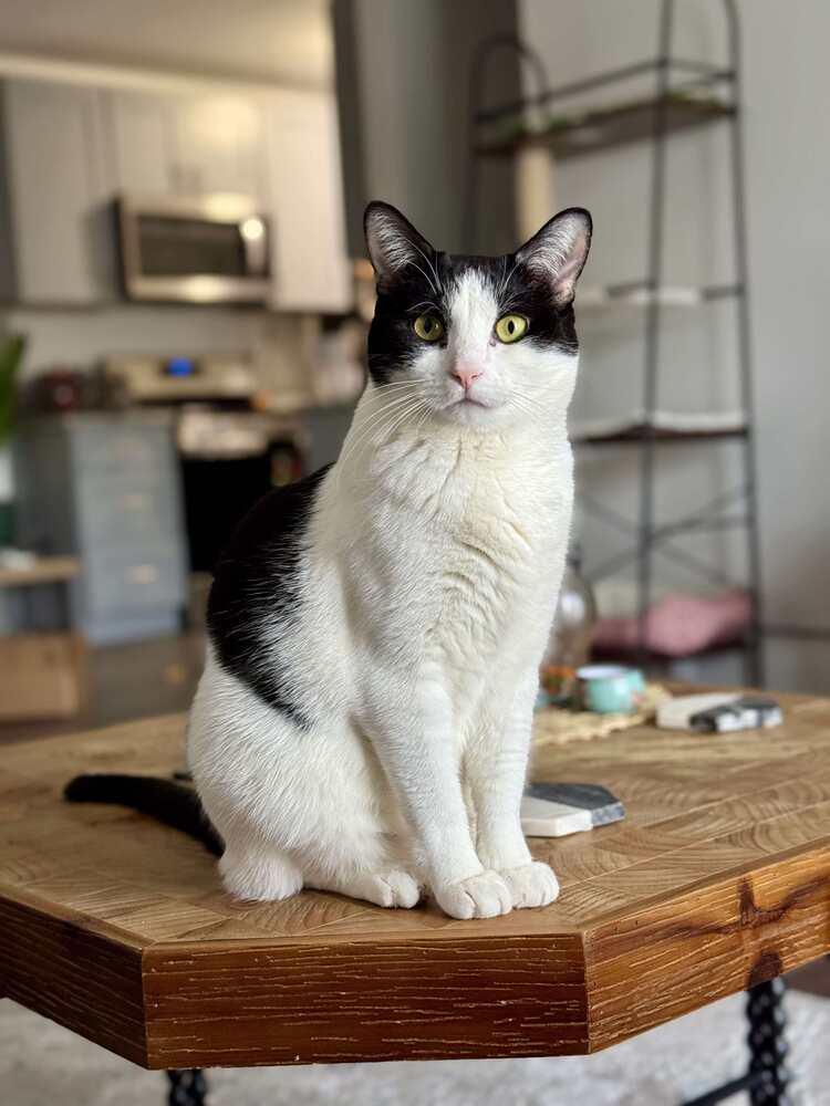 Stevie, a Adoptable Domestic Short Hair in Chicago, IL image 4/6