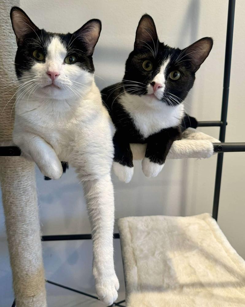 Stevie, a Adoptable Domestic Short Hair in Chicago, IL image 5/6