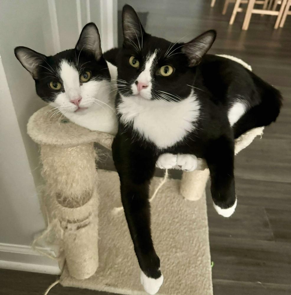 Stevie, a Adoptable Domestic Short Hair in Chicago, IL image 6/6