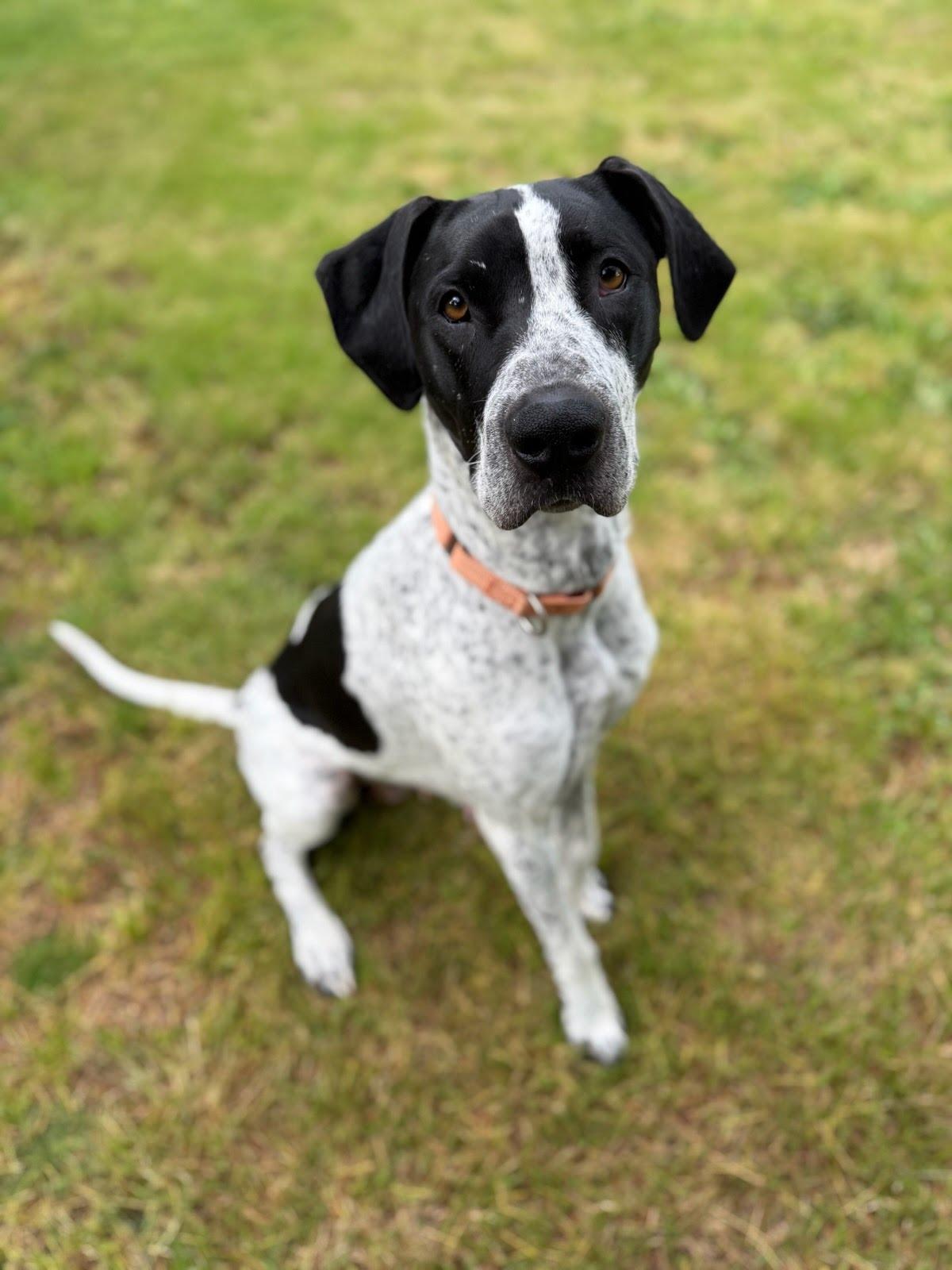 Enlarge Molly, a Adoptable mixed breed in Portland, OR image 2/3