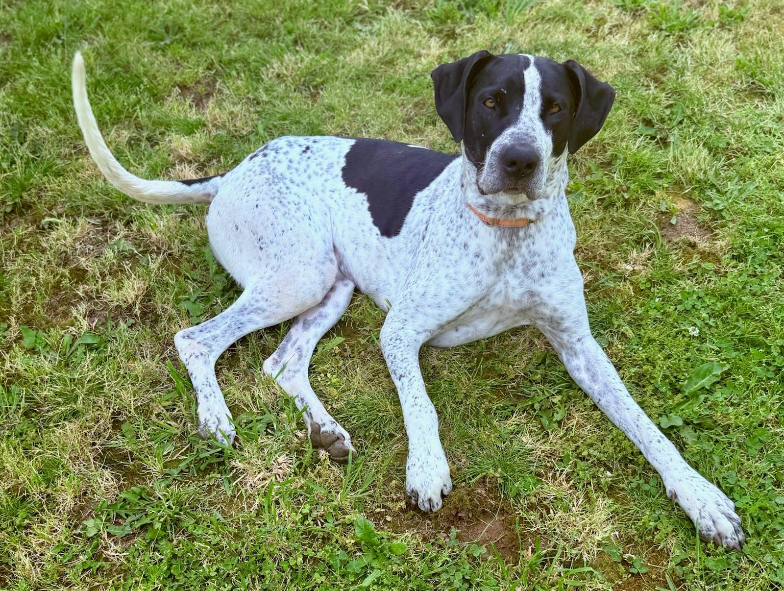 Enlarge Molly, a Adoptable mixed breed in Portland, OR image 3/3