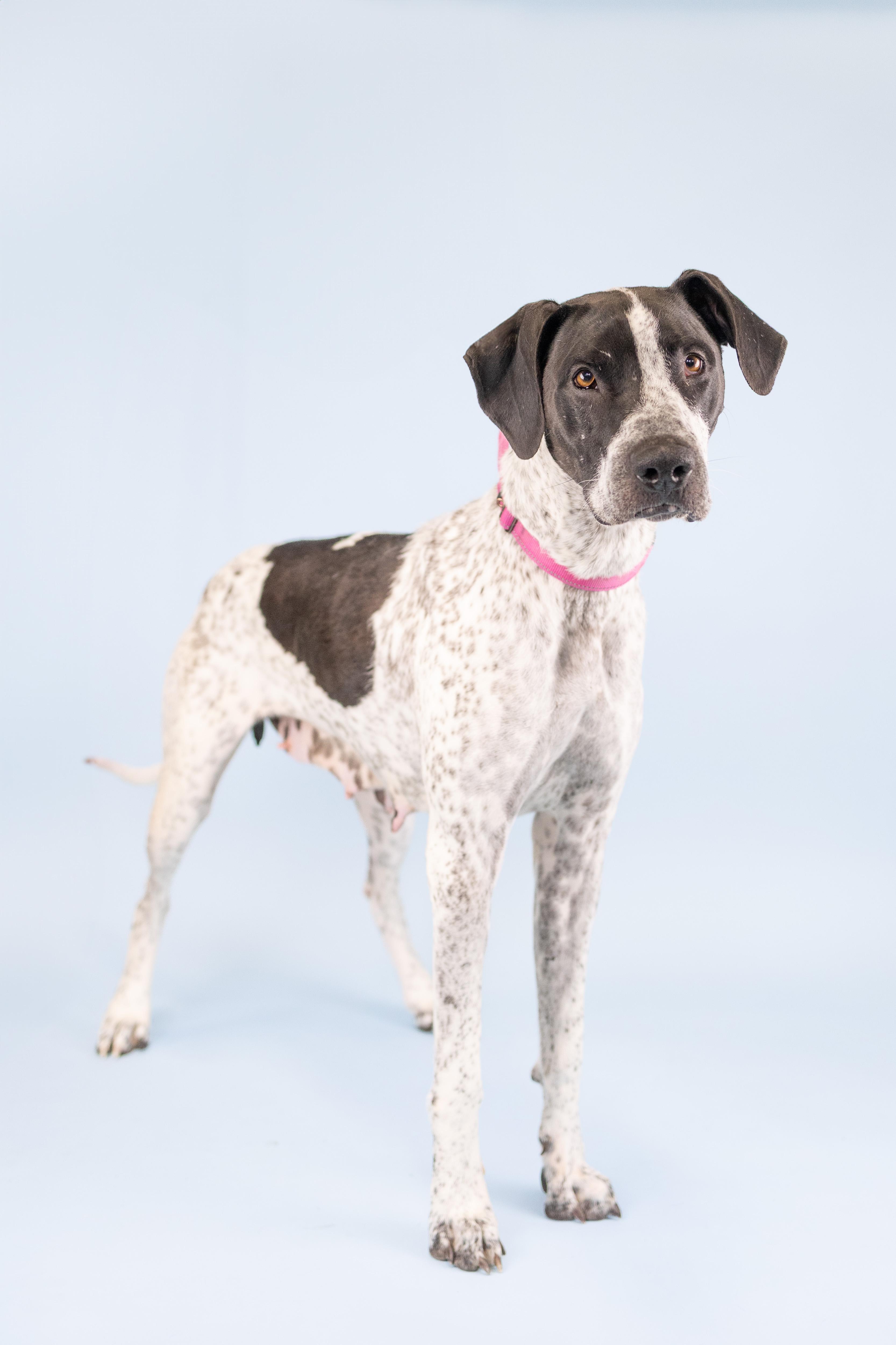 Enlarge Molly, a Adoptable mixed breed in Portland, OR image 1/3