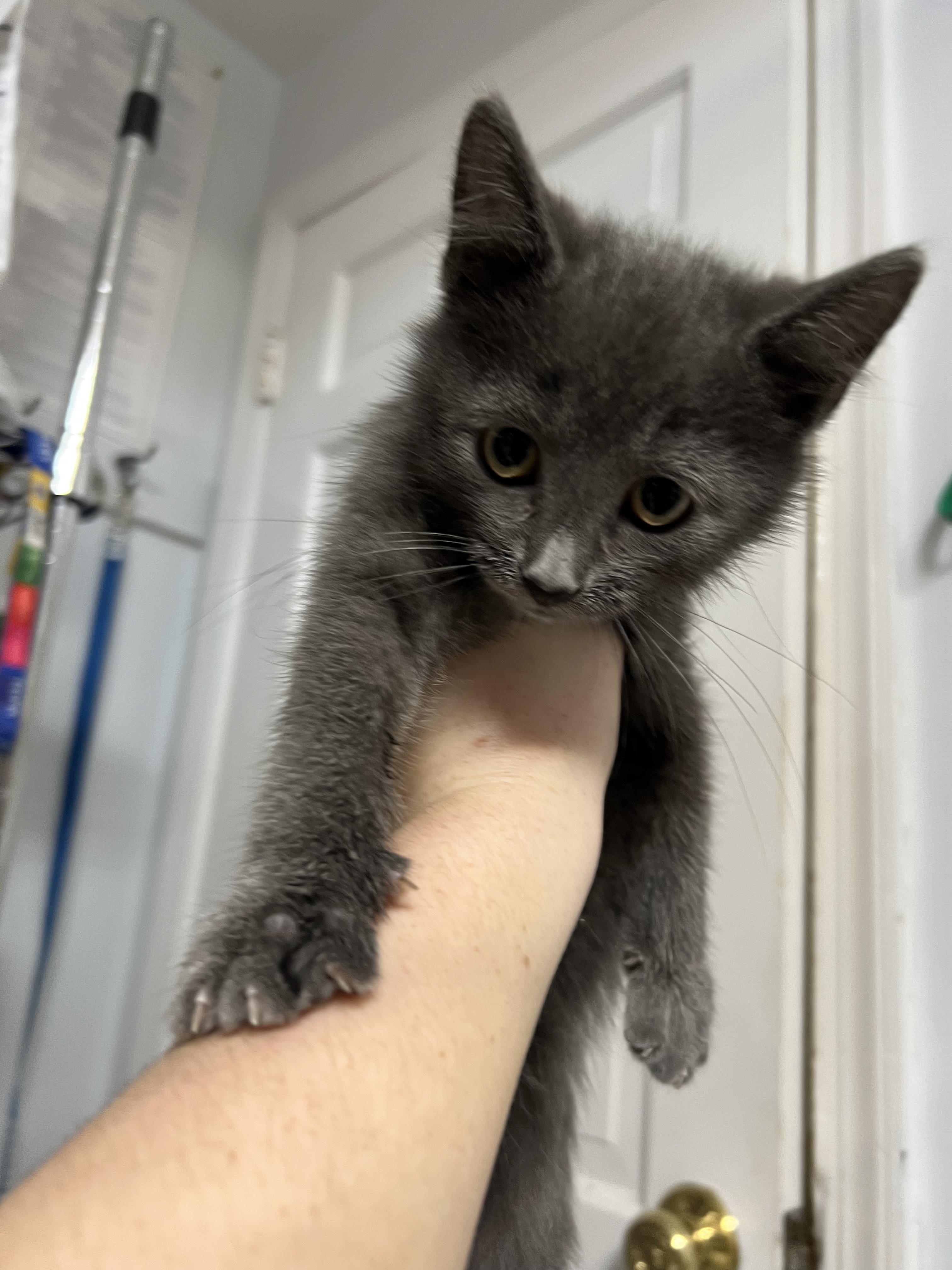 Alpine, a Adoptable Domestic Short Hair in Gaithersburg, MD image 1/2