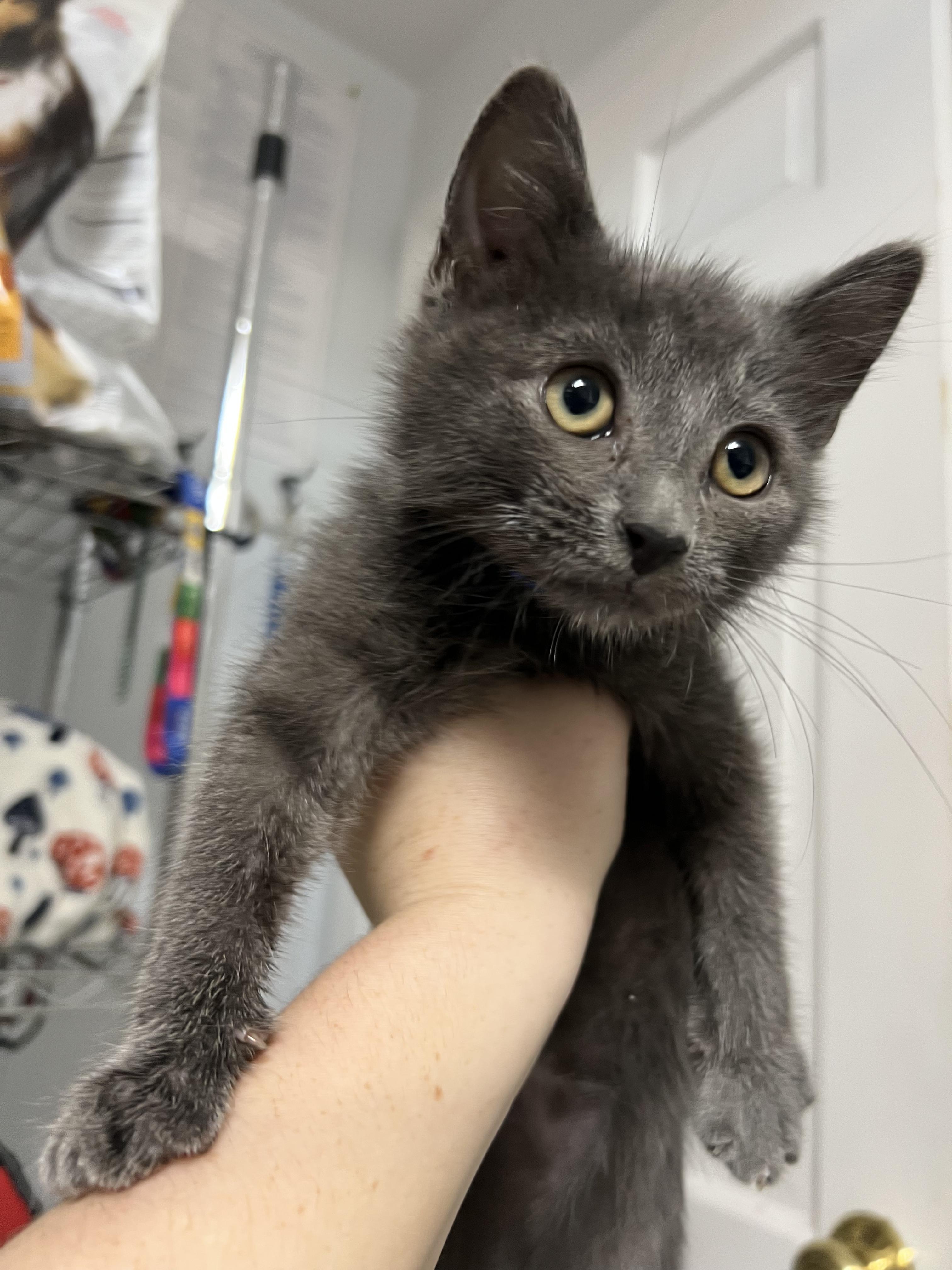 Alpine, a Adoptable Domestic Short Hair in Gaithersburg, MD image 2/2