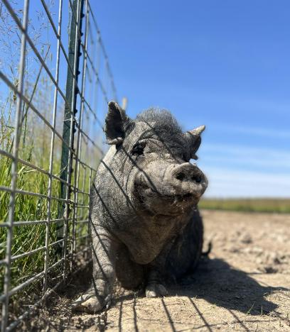 Bertram - URGENT!