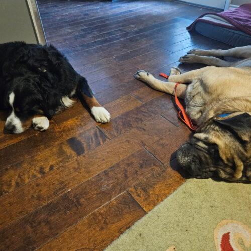 Luna, a Adoptable Mastiff in Edmond, OK image 1/5