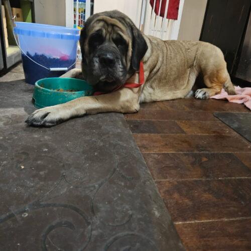 Luna, a Adoptable Mastiff in Edmond, OK image 2/5