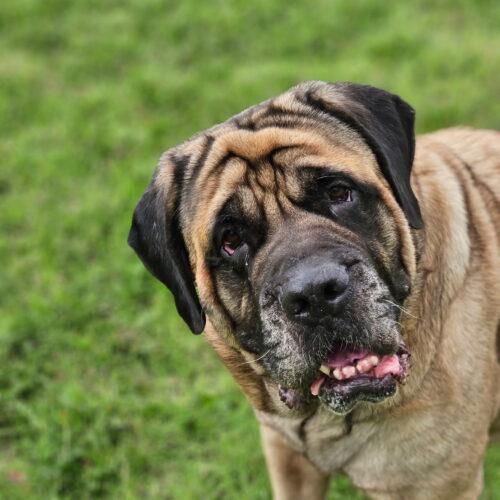 Enlarge Luna, a Adoptable Mastiff in Edmond, OK image 3/5