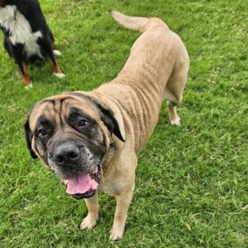 Luna, a Adoptable Mastiff in Edmond, OK image 3/5