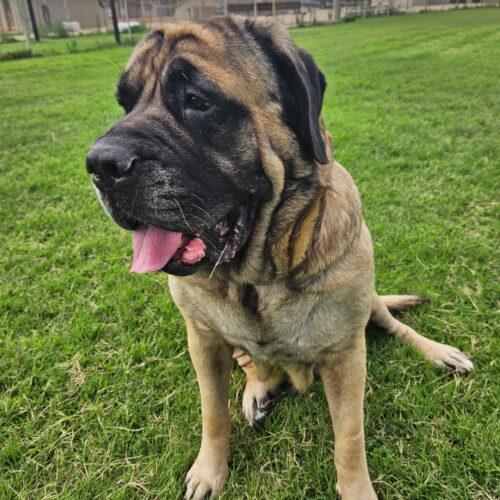Luna, a Adoptable Mastiff in Edmond, OK image 4/5