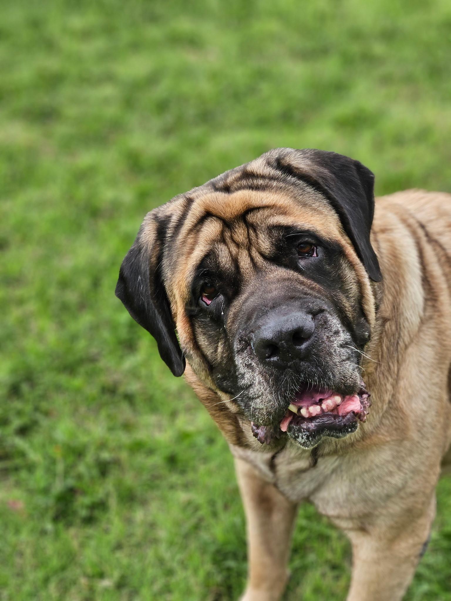 Luna, a Adoptable Mastiff in Edmond, OK image 5/5