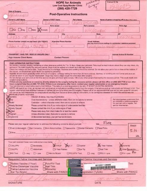 Enlarge Chester, a Adoptable mixed breed in Auburn, IN image 1/6