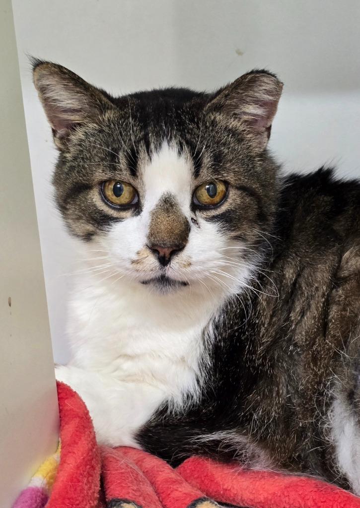 Enlarge Chester, a Adoptable mixed breed in Auburn, IN image 3/6