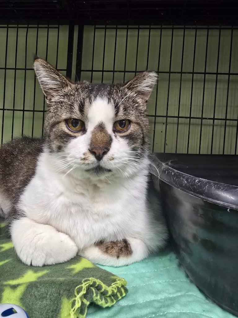 Enlarge Chester, a Adoptable mixed breed in Auburn, IN image 6/6