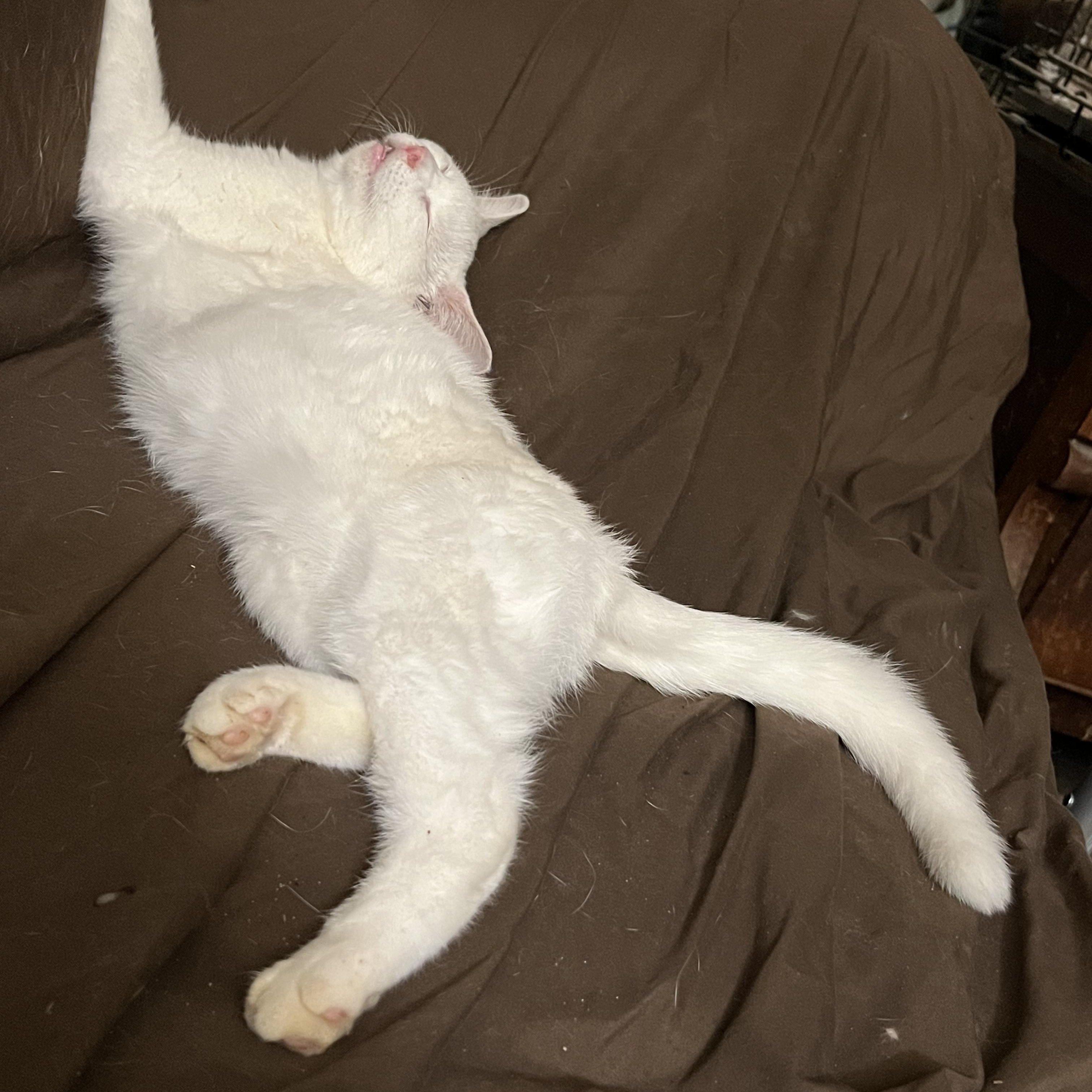 Enlarge Alix, a Adoptable Domestic Short Hair in Mount Airy, MD image 1/3