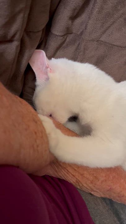 Enlarge Alix, a Adoptable Domestic Short Hair in Mount Airy, MD video 2/3