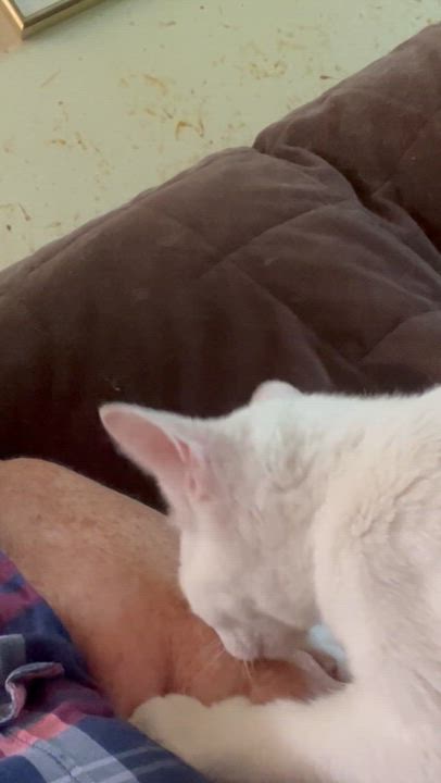 Enlarge Alix, a Adoptable Domestic Short Hair in Mount Airy, MD video 3/3