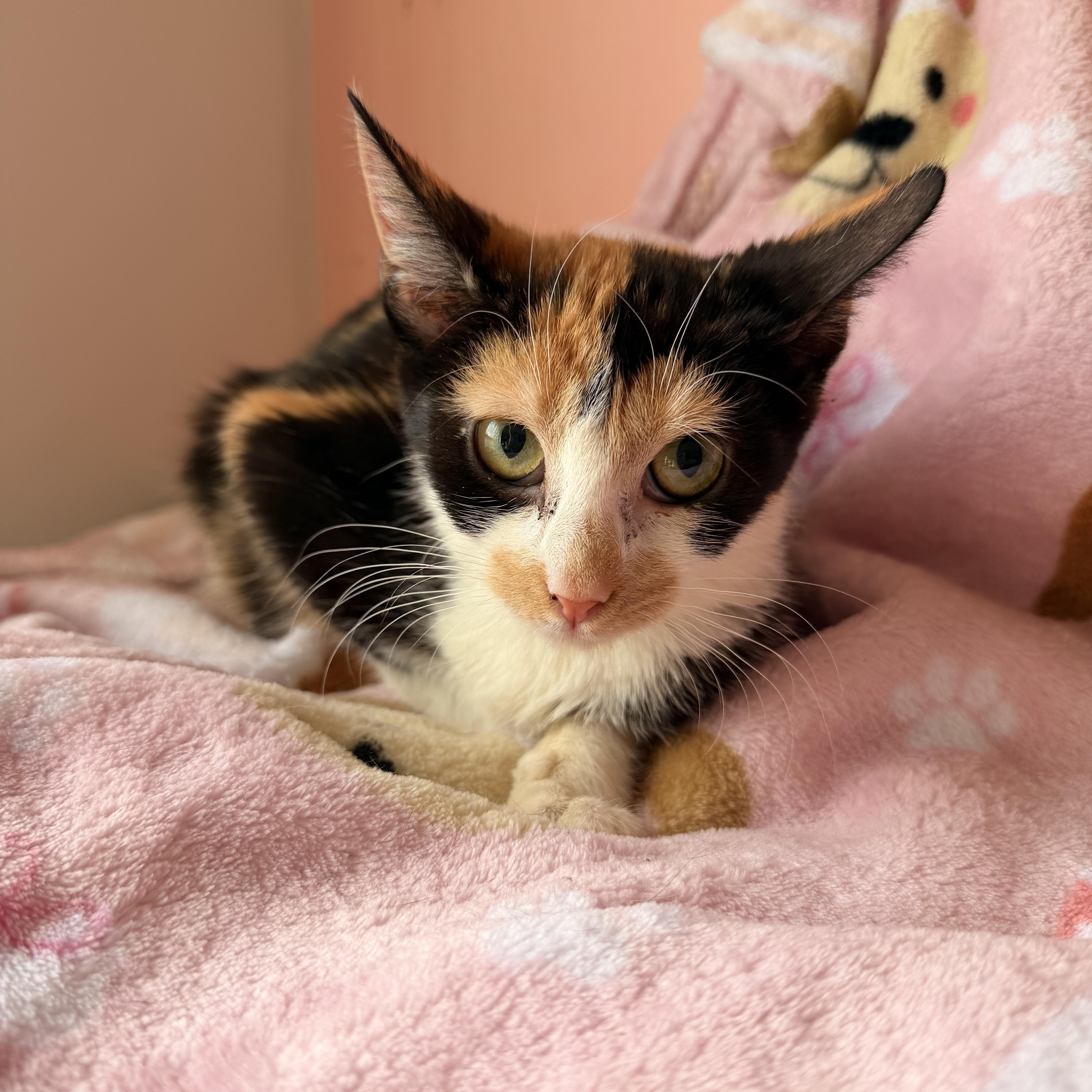 ANNIE, ADOPTABLE, Kitten Female Calico.