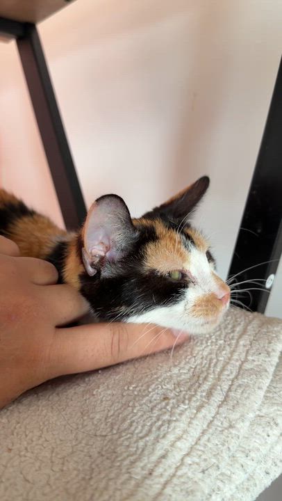 Enlarge ANNIE, a ADOPTABLE Calico in New York, NY video 2/2