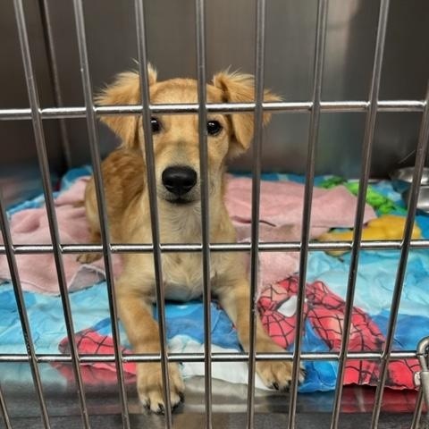 Enlarge Jasper, a Adoptable mixed breed in Fair Oaks Ranch, TX image 3/4