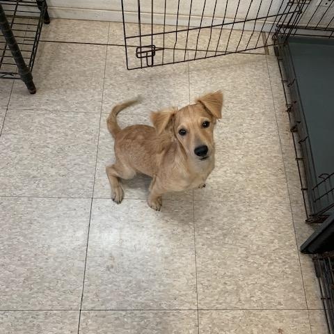 Enlarge Jasper, a Adoptable mixed breed in Fair Oaks Ranch, TX image 2/4