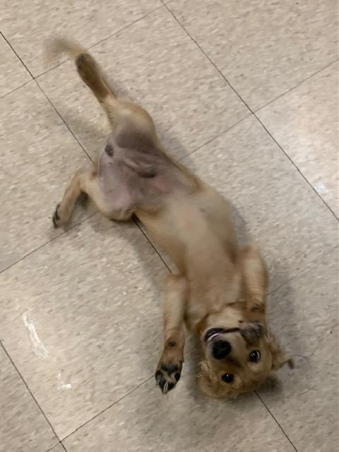 Enlarge Jasper, a Adoptable mixed breed in Fair Oaks Ranch, TX image 4/4