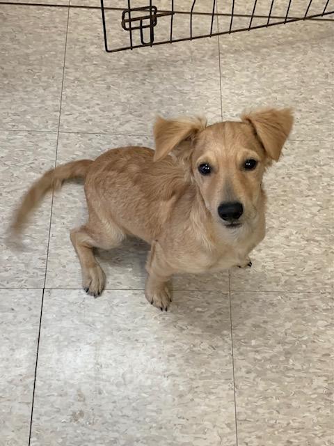 Enlarge Jasper, a Adoptable mixed breed in Fair Oaks Ranch, TX image 1/4