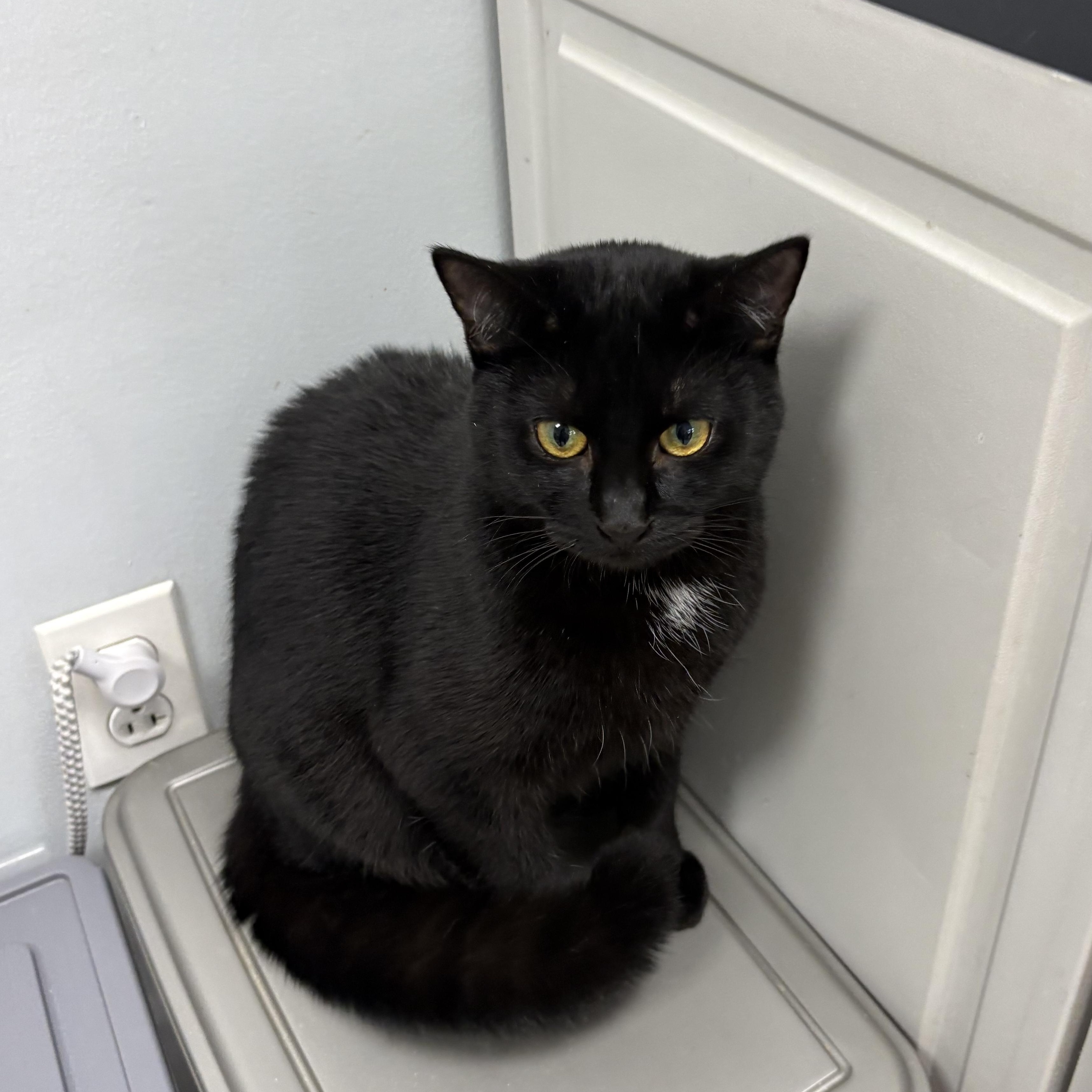 Tessa, an adopted Domestic Short Hair in Wayne , NJ image 2/4