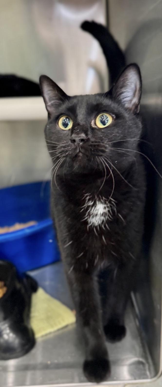 Tessa, an adopted Domestic Short Hair in Wayne , NJ image 4/4