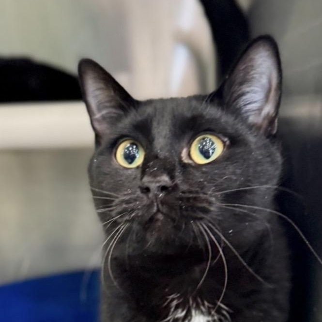 Tessa, adopted, Young Female Domestic Short Hair.