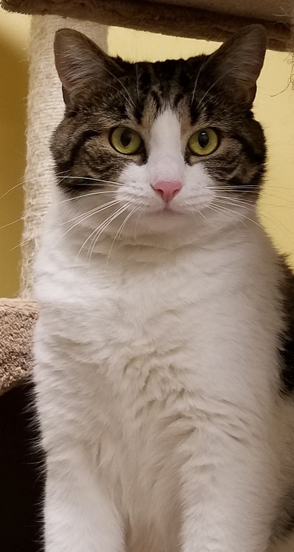 Gecko, a Adoptable Domestic Short Hair in Whiting, IN image 2/5