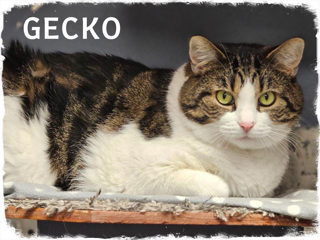 Gecko, Adoptable, Adult Female Domestic Short Hair.
