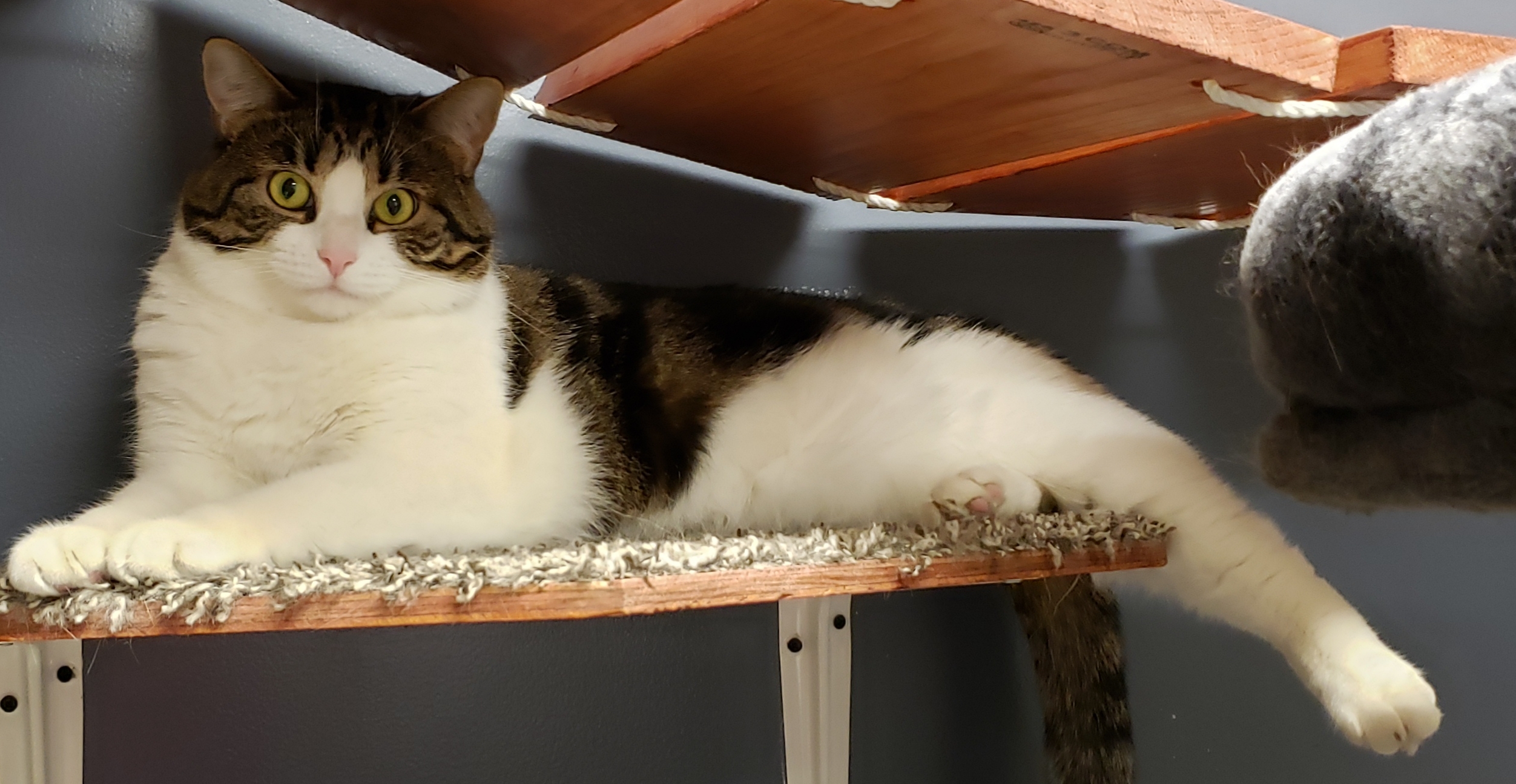 Gecko, a Adoptable Domestic Short Hair in Whiting, IN image 3/5