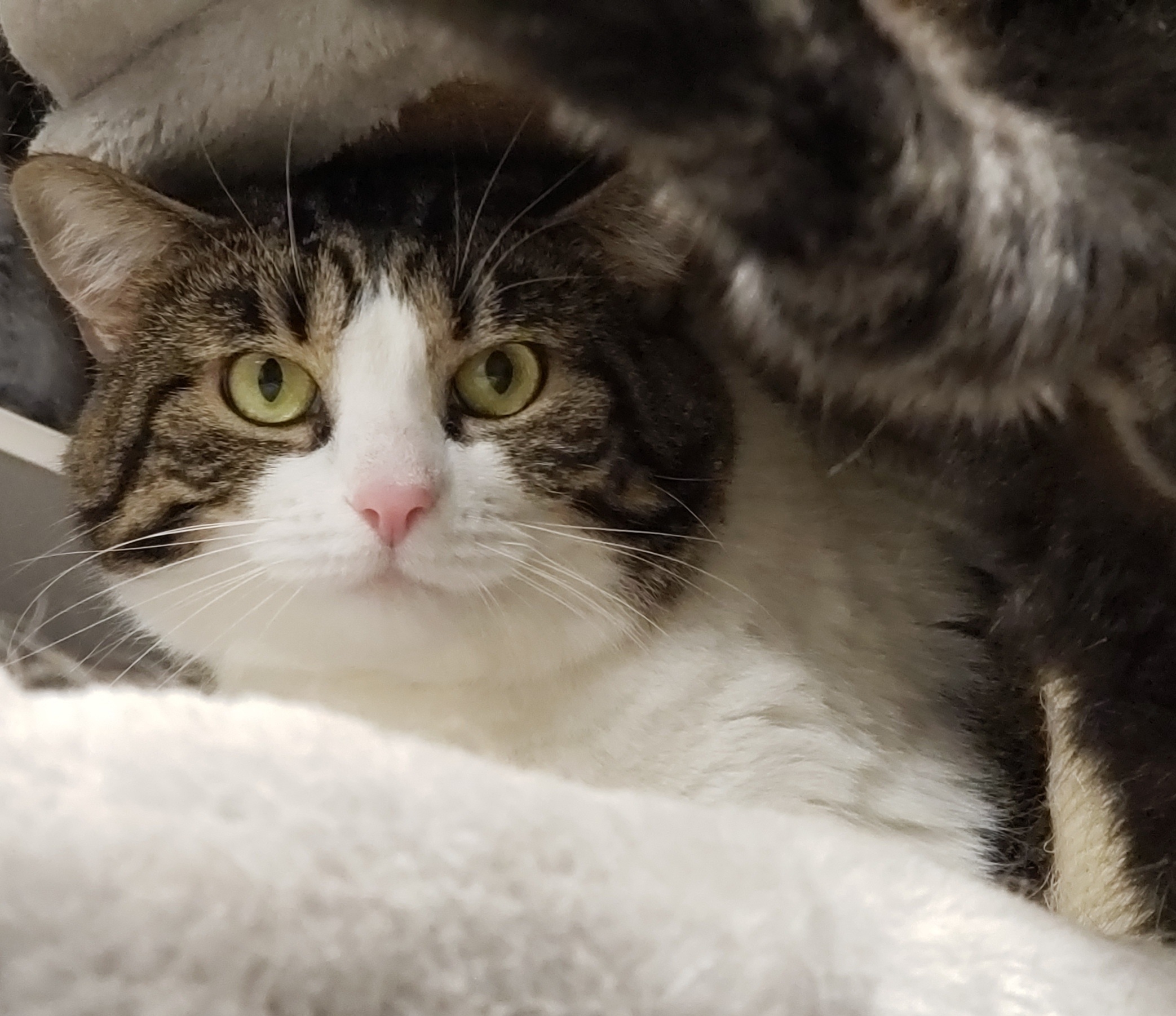 Gecko, a Adoptable Domestic Short Hair in Whiting, IN image 4/5