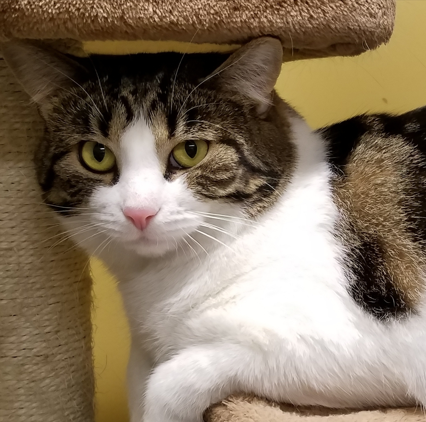 Gecko, a Adoptable Domestic Short Hair in Whiting, IN image 5/5