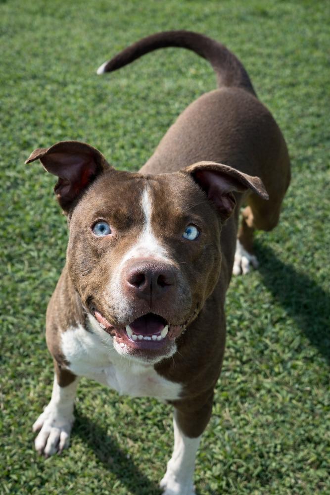 Enlarge Penny, a Adoptable mixed breed in Lancaster, PA image 1/6