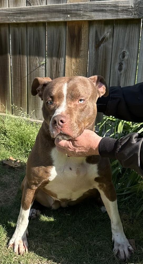 Penny, Adoptable, Young Female Pit Bull Terrier.