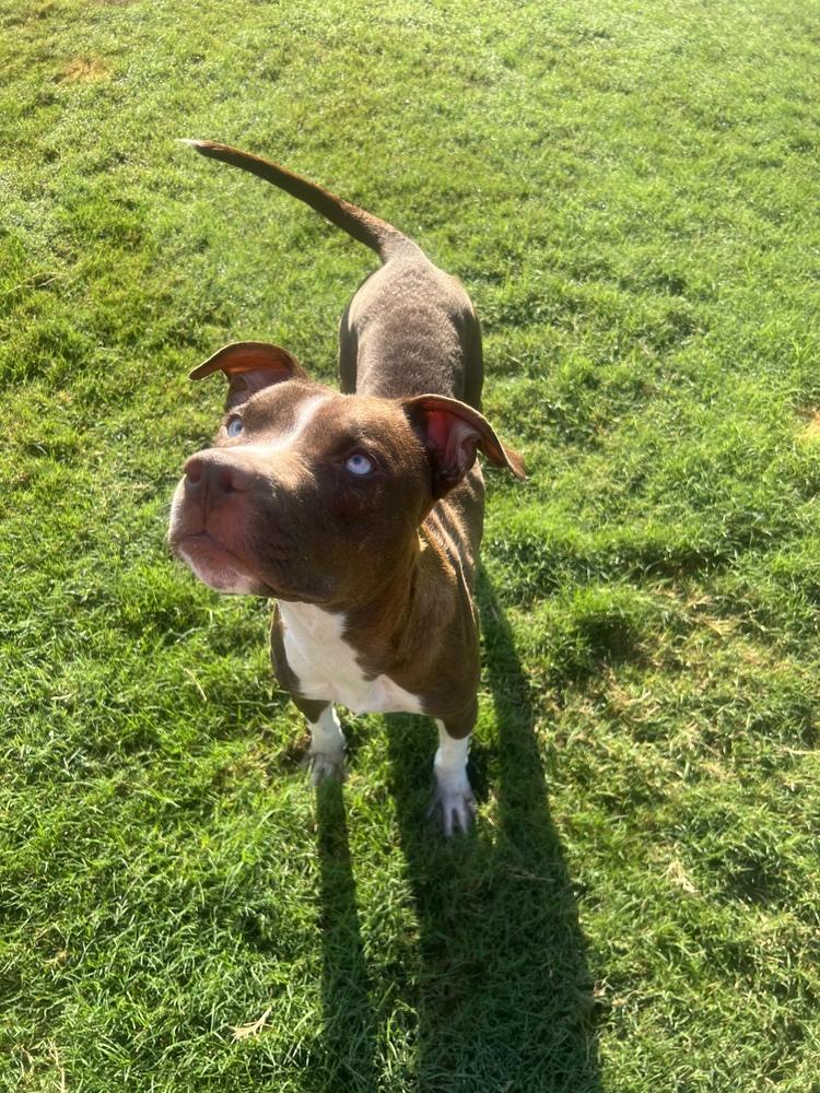 Enlarge Penny, a Adoptable mixed breed in Lancaster, PA image 3/6