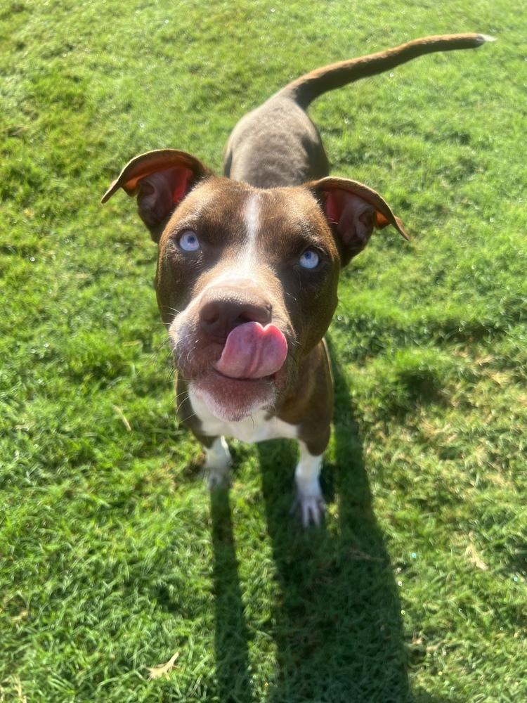 Enlarge Penny, a Adoptable mixed breed in Lancaster, PA image 4/6